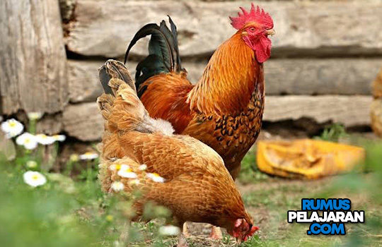 37++ Hewan omnivora dan penjelasannya information