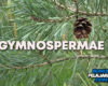 Pengertian Gymnospermae, Ciri, Struktur, Klasifikasi, Reproduksi, Manfaat dan Contoh Tumbuhan Berbiji Terbuka