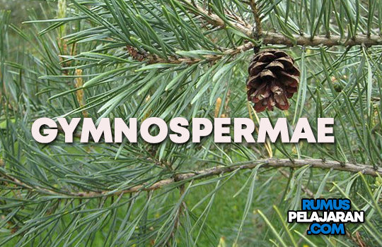 Pengertian Gymnospermae Definisi Ciri Struktur Klasifikasi Reproduksi Manfaat dan Contoh Tumbuhan Berbiji Terbuka