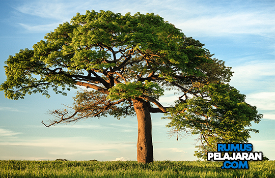 √ Pengertian Biotik, Fungsi, Faktor, Macam, Komponen dan Contohnya