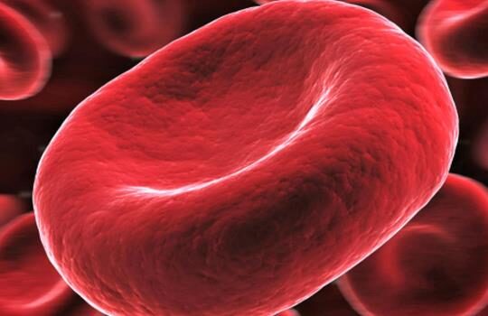 Sel Darah yang Berfungsi Mengangkut Oksigen